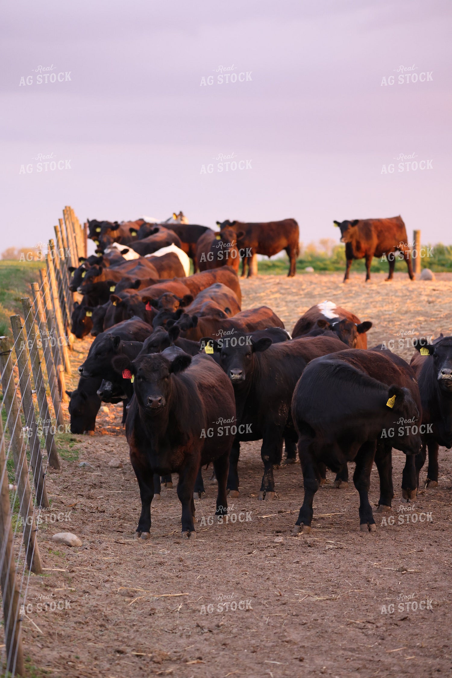 Cattle in Pen 160315
