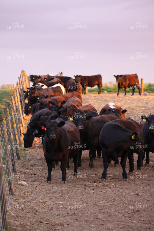 Cattle in Pen 160315