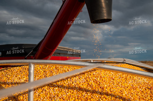 Grain Cart Unloading into Semi 25562