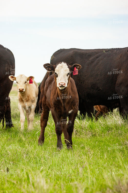 Angus Cross Calf 155202