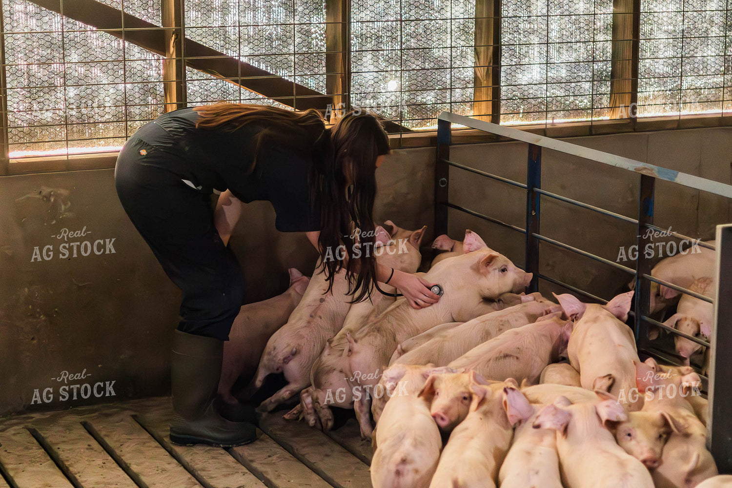Female Veterinarian Checking Weaned Pigs 289097