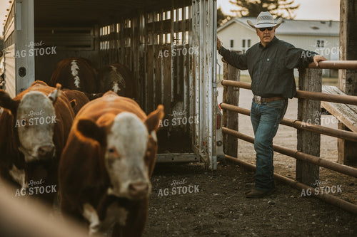 Unloading Cattle 6496