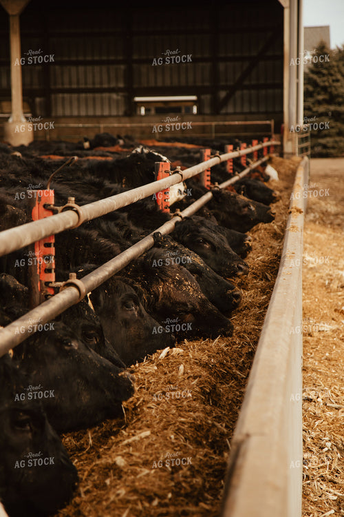 Cattle Eating in Feedlot 67610