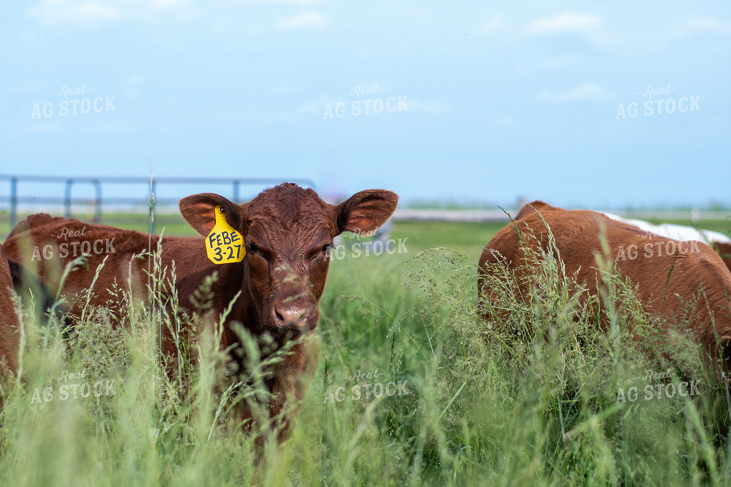 Calves in Grassy Pasture 50099