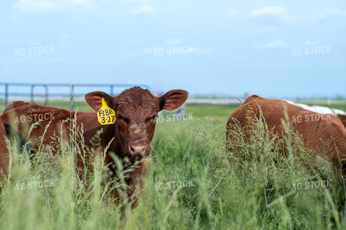 Calves in Grassy Pasture 50099