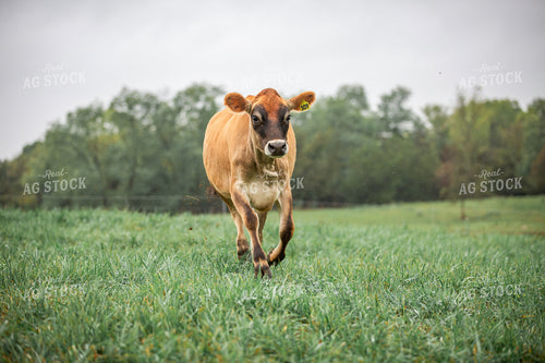 Jersey Cattle on Pasture 270483