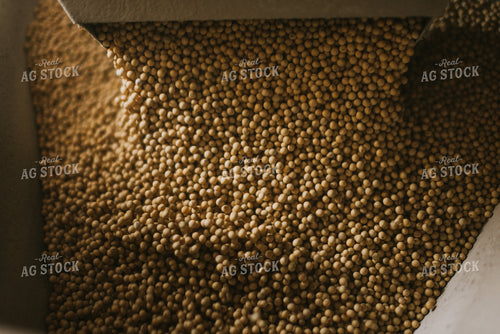 Soybean Seed Flows Through Treater 7580