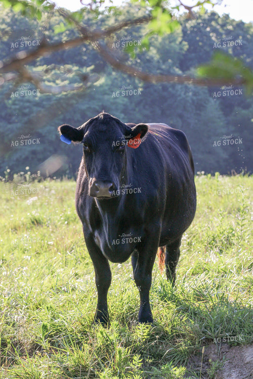 Black Angus Cow on Pasture 182018