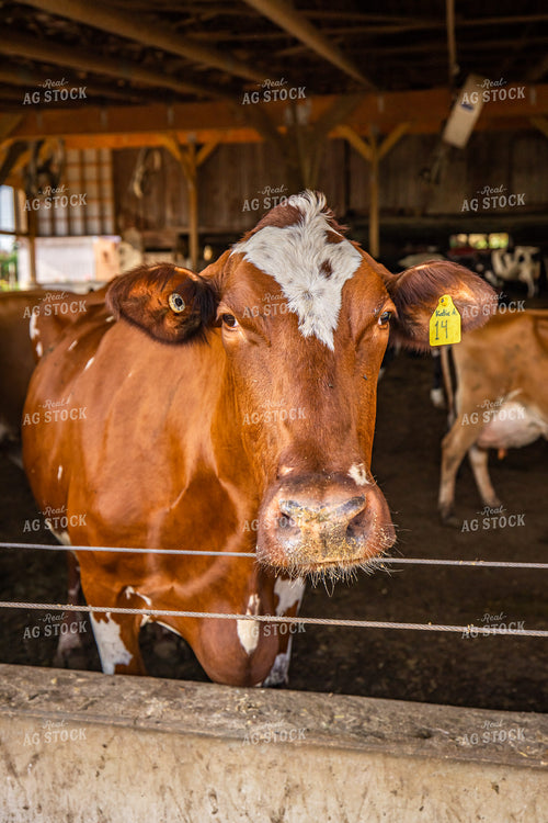 Dairy Cattle in Barn 270386