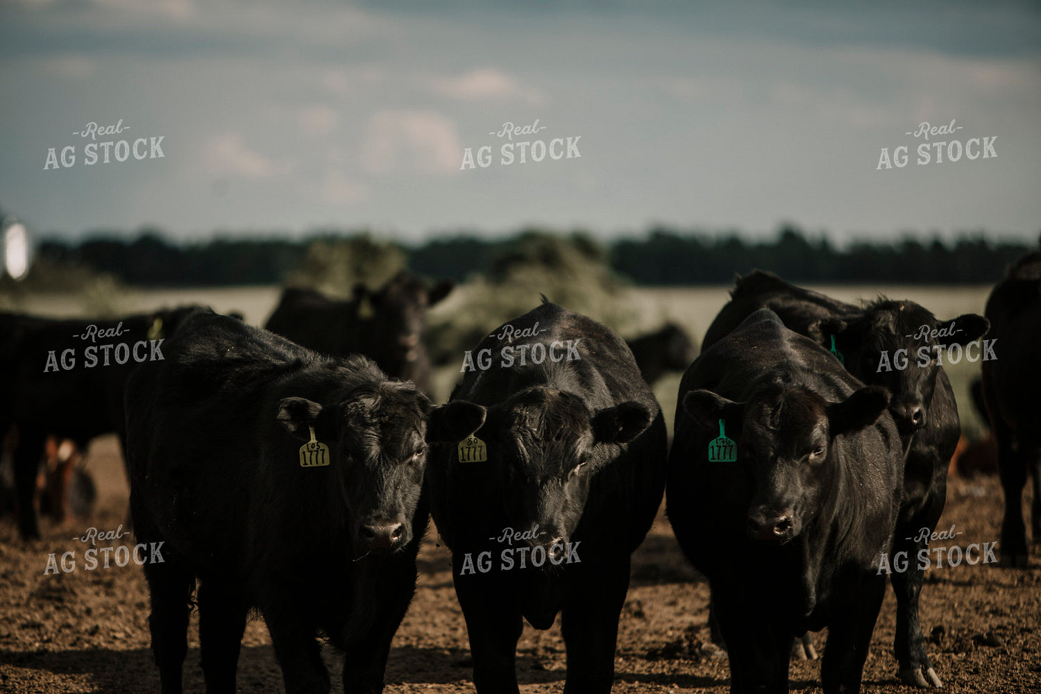 Feedyard 3038
