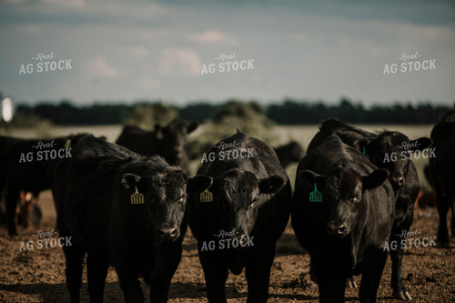 Feedyard 3038