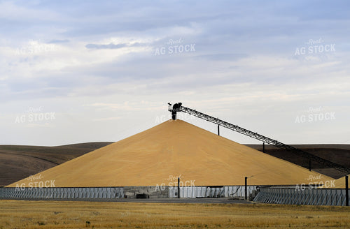 Harvested Corn Piled at Elevator 129040