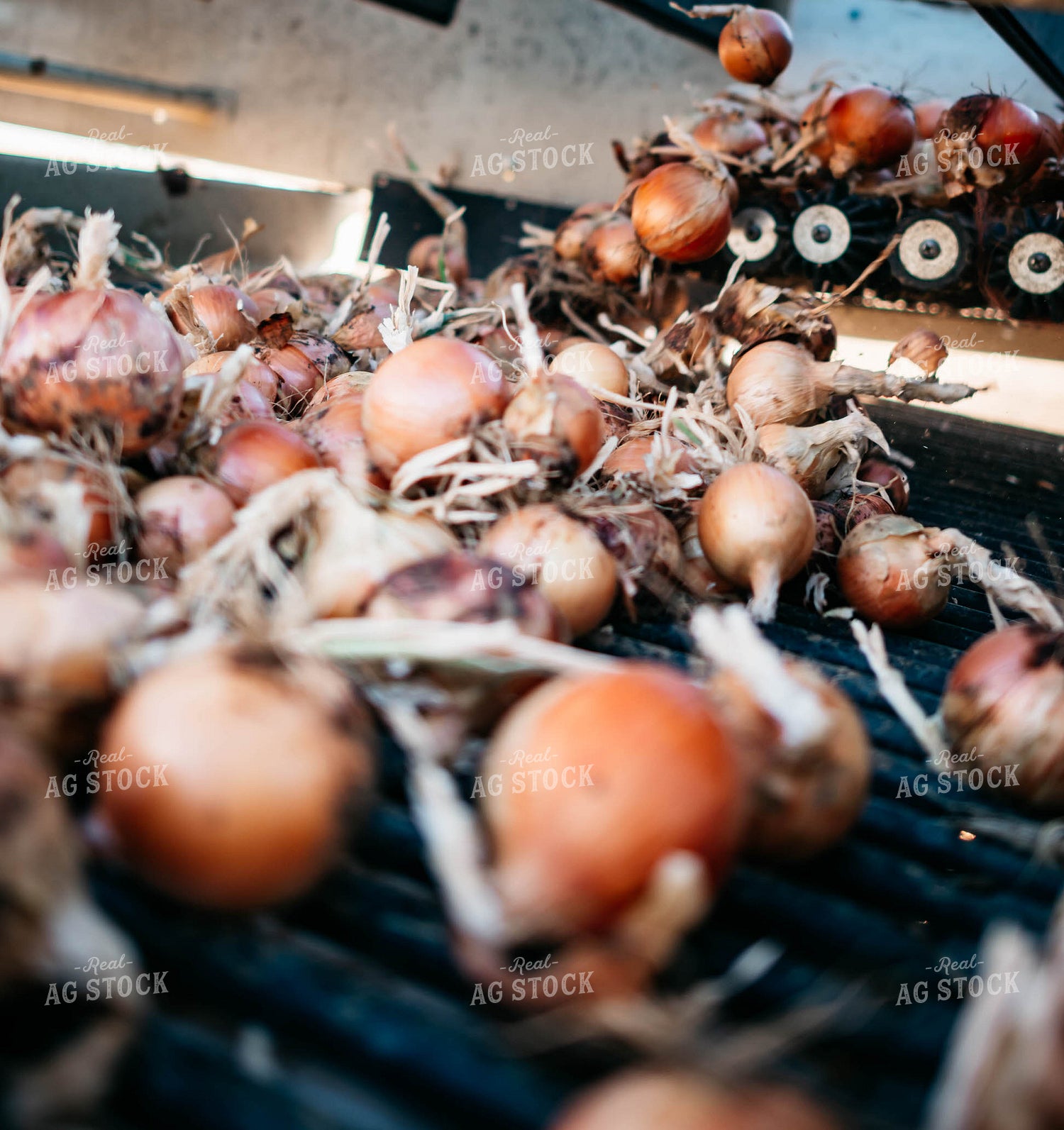 Onion Harvest 56732