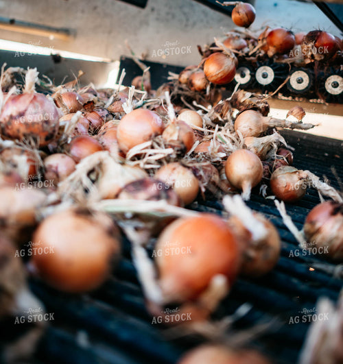 Onion Harvest 56732