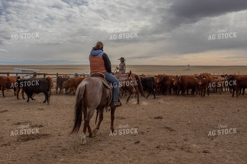 Ranchers with Cattle 97002