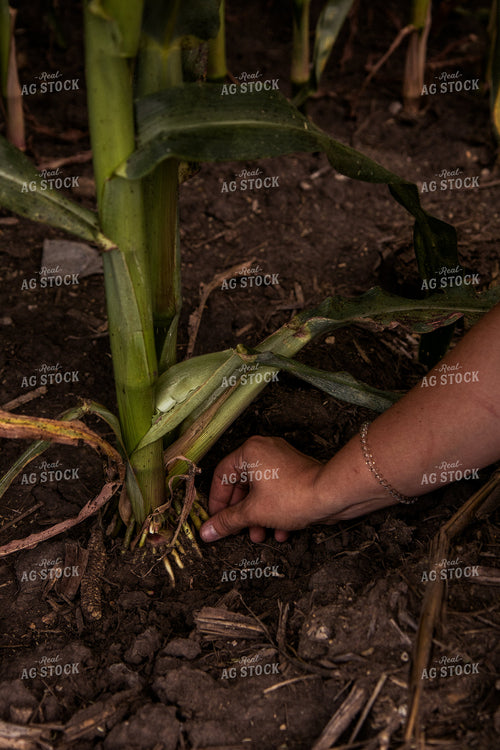 Checking Corn Roots 67420