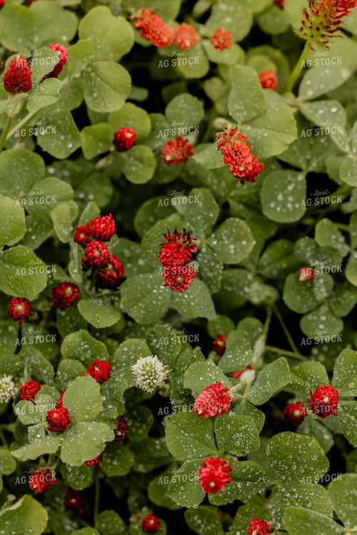 Cover Crop Crimson Clover 104114