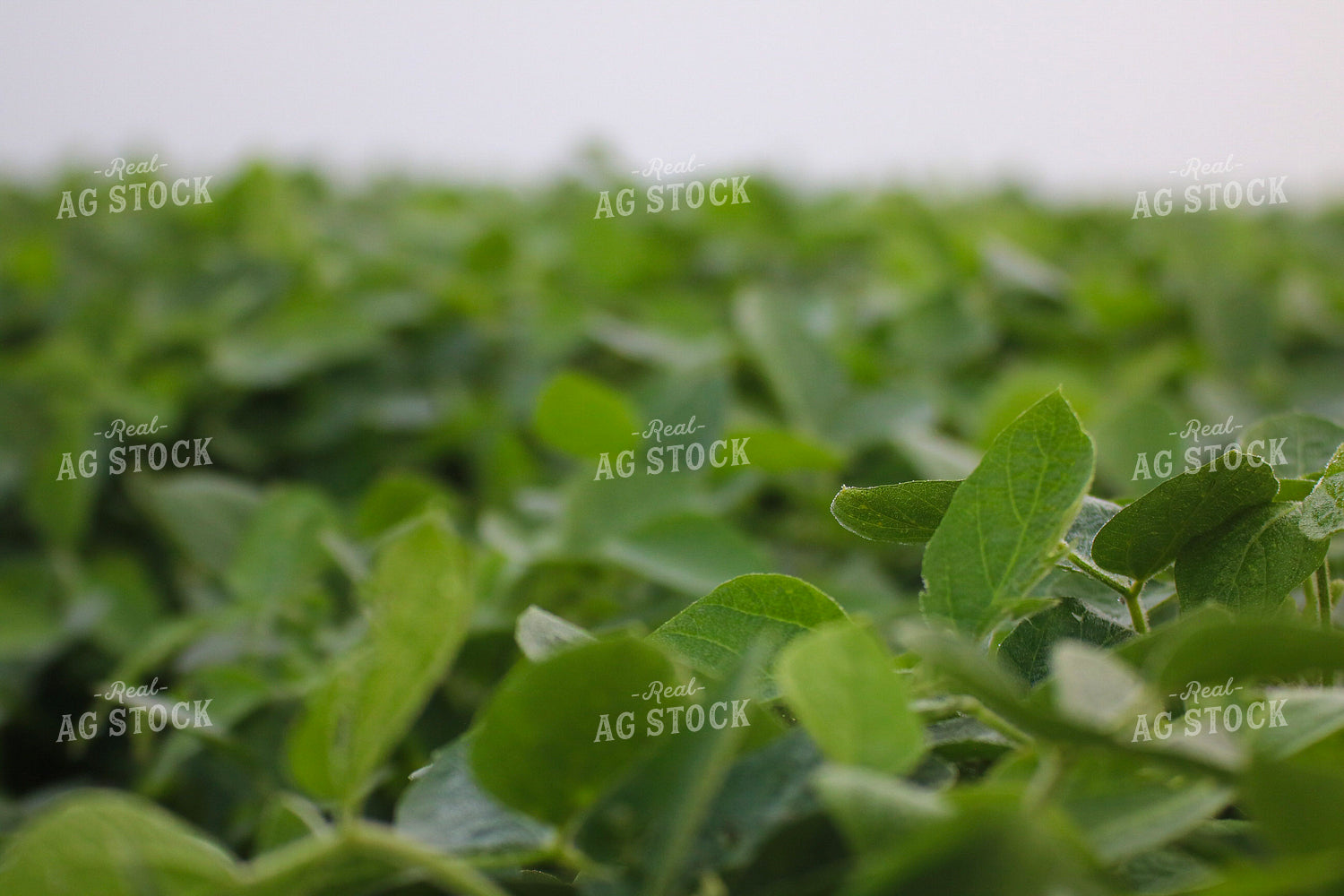 Midseason Soybeans 82292