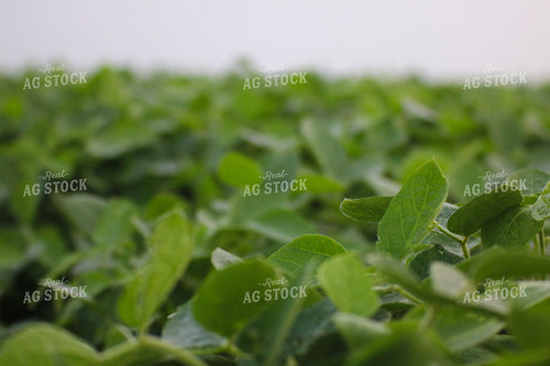 Midseason Soybeans 82292