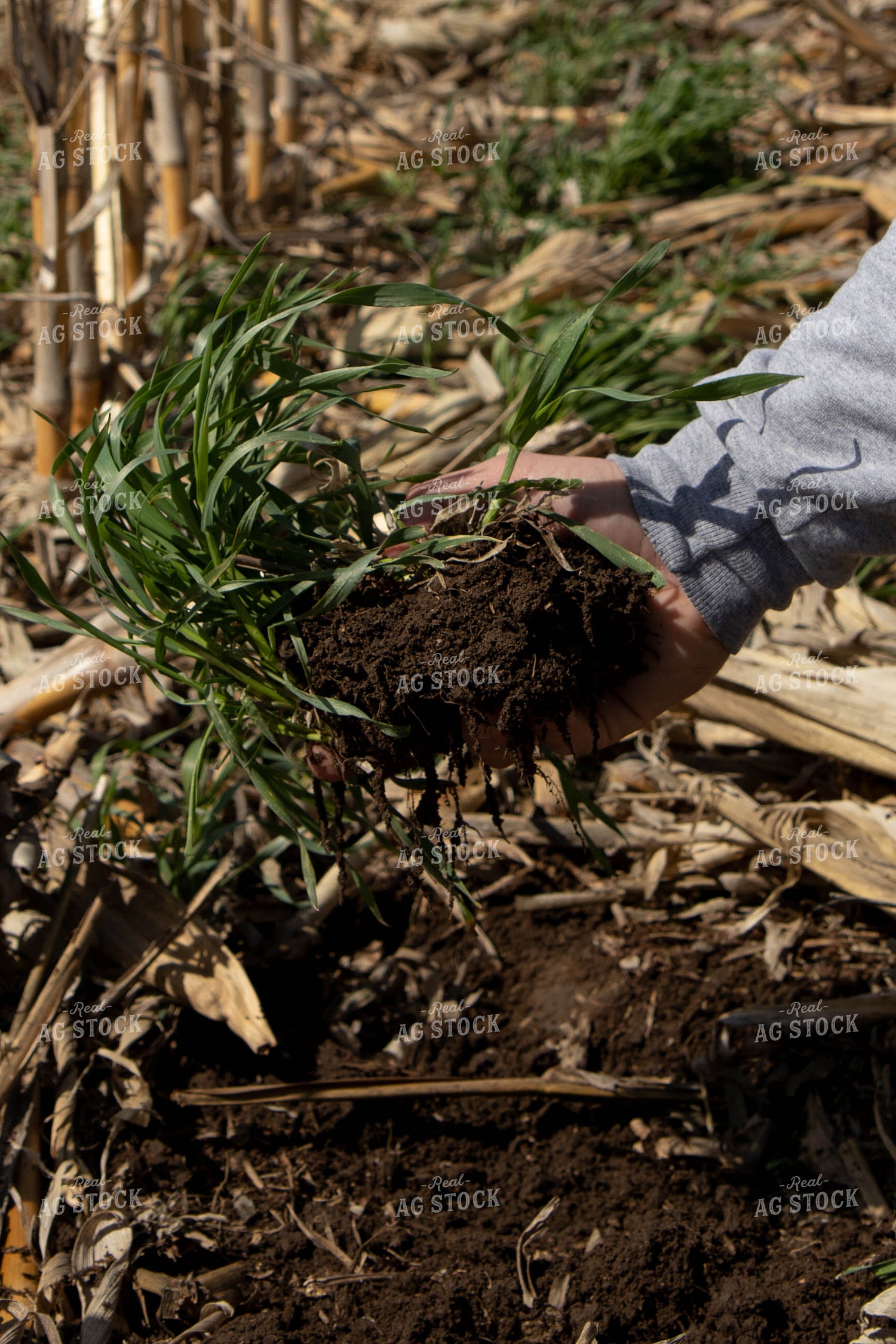 Healthy Soil Under Cover Crops 67201