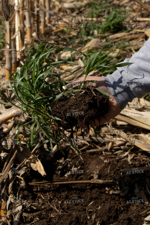 Healthy Soil Under Cover Crops 67201