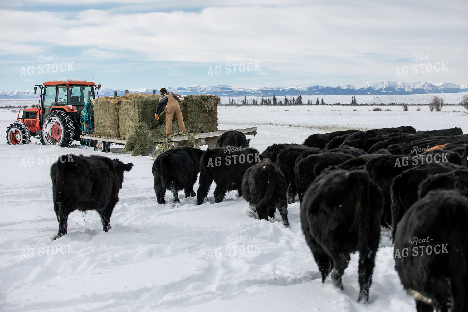Feeding Cattle in Winter 304064