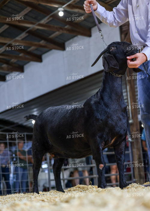 Showing Goats 160114