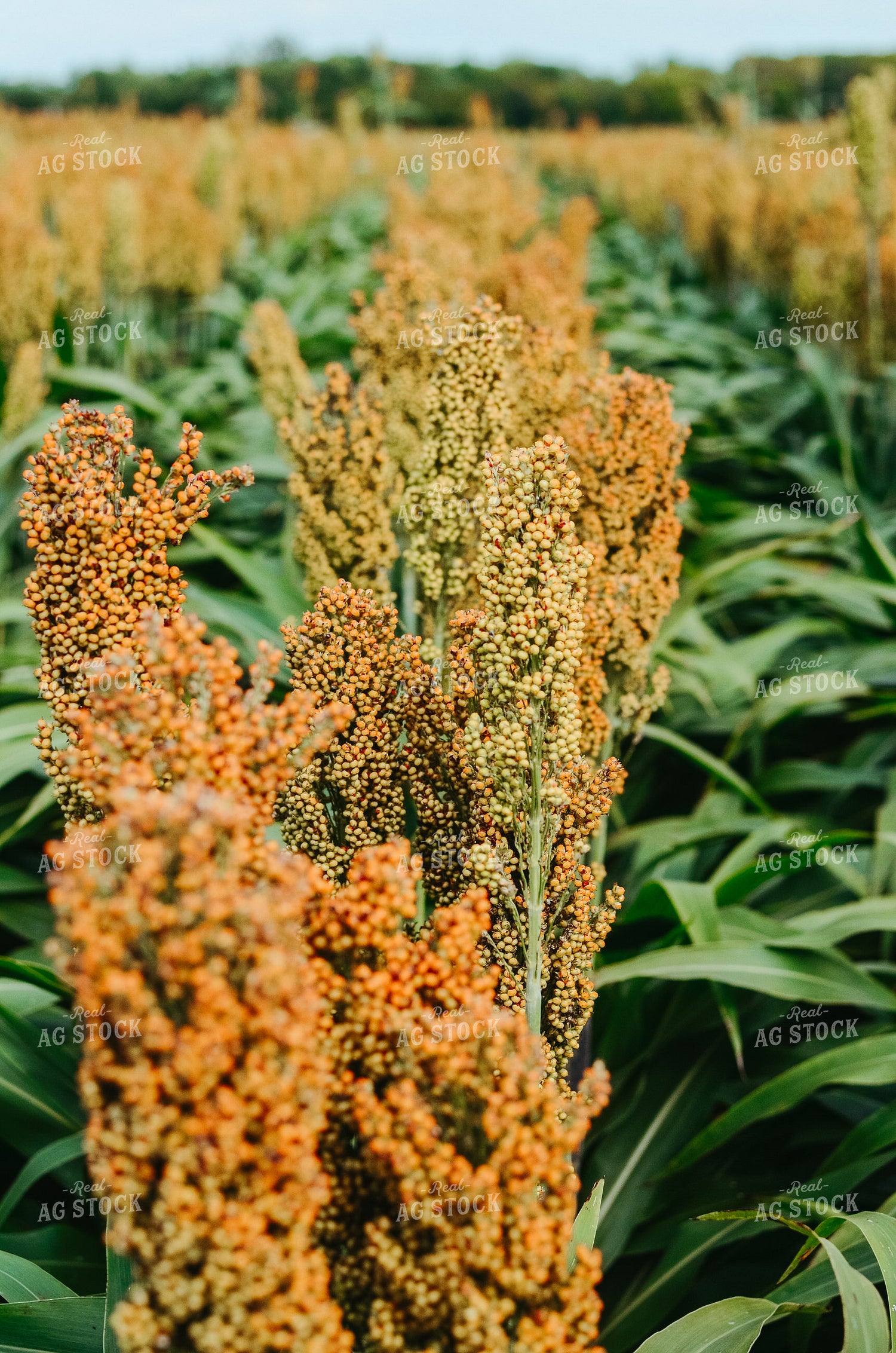 Sorghum Field 125018
