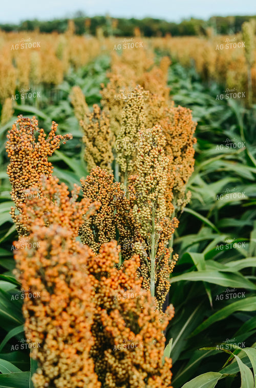 Sorghum Field 125018