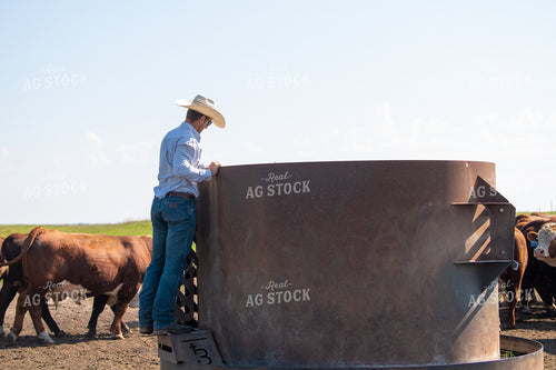 Rancher Checking Trough 212123