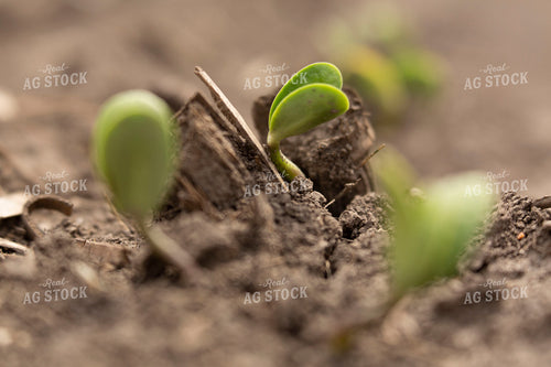 Soybeans - Early Growth 1385