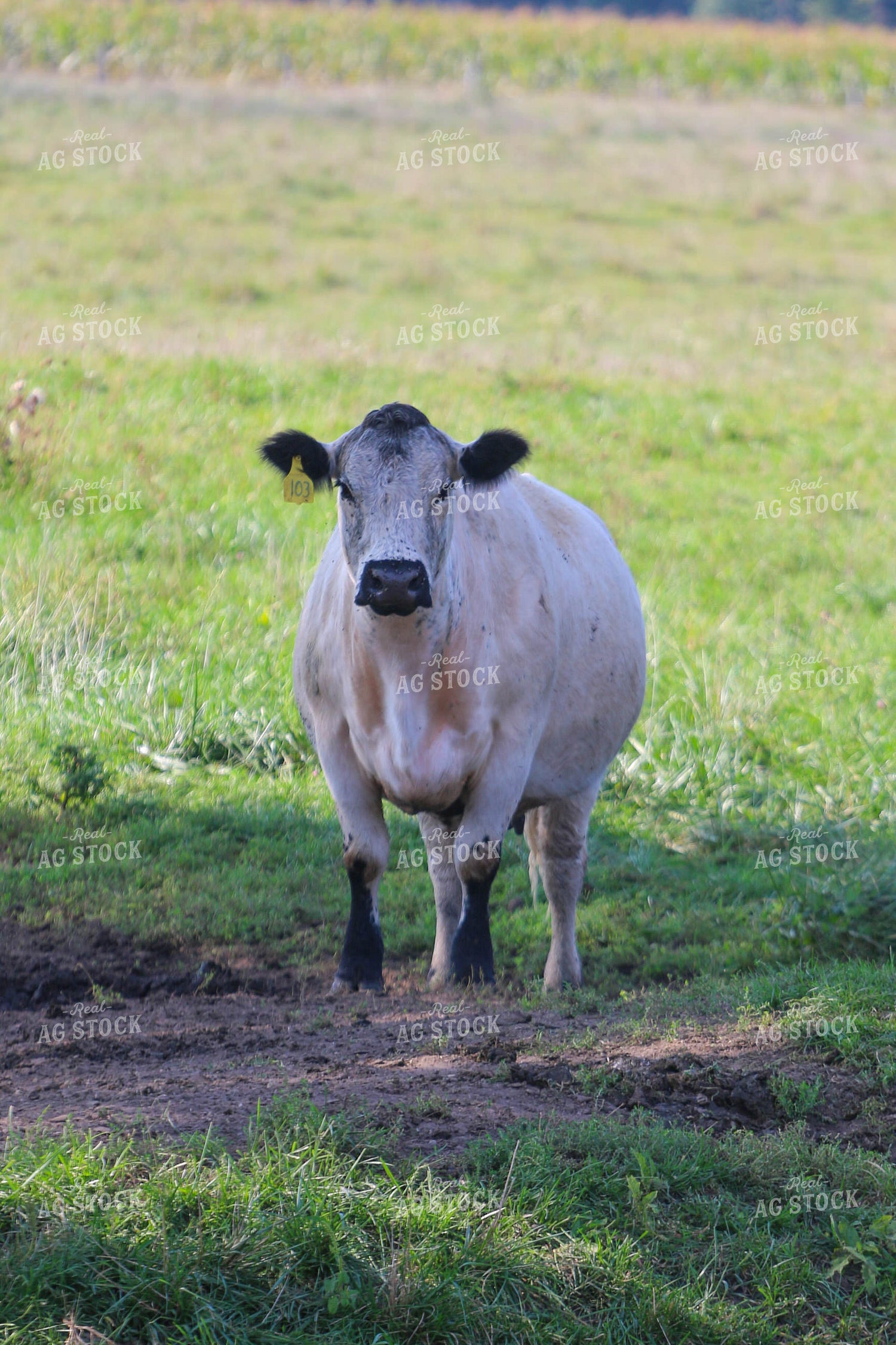 Cattle in Pasture 160328
