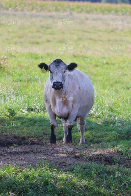 Cattle in Pasture 160328