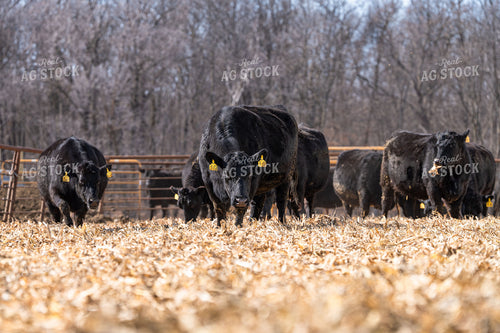 Angus Cattle on Cornstalks 68208