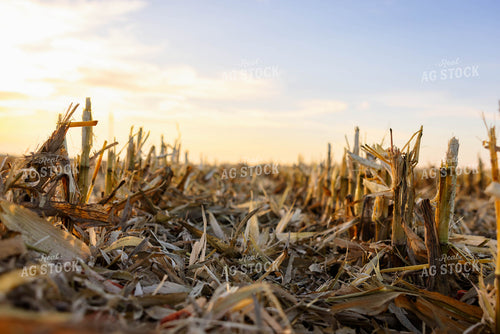 Corn Stalks 152362