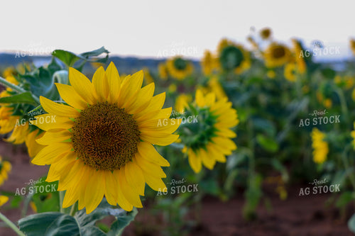 Sunflowers 60054