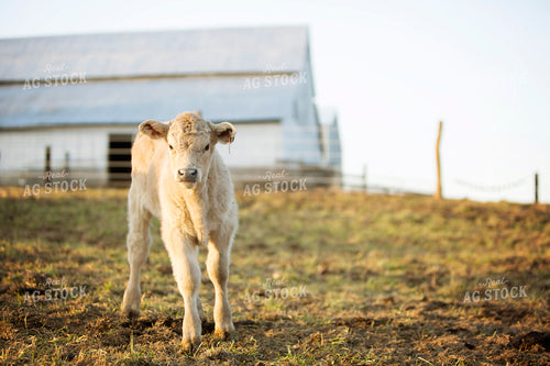 Calf - Charolais and Angus Cross 2267