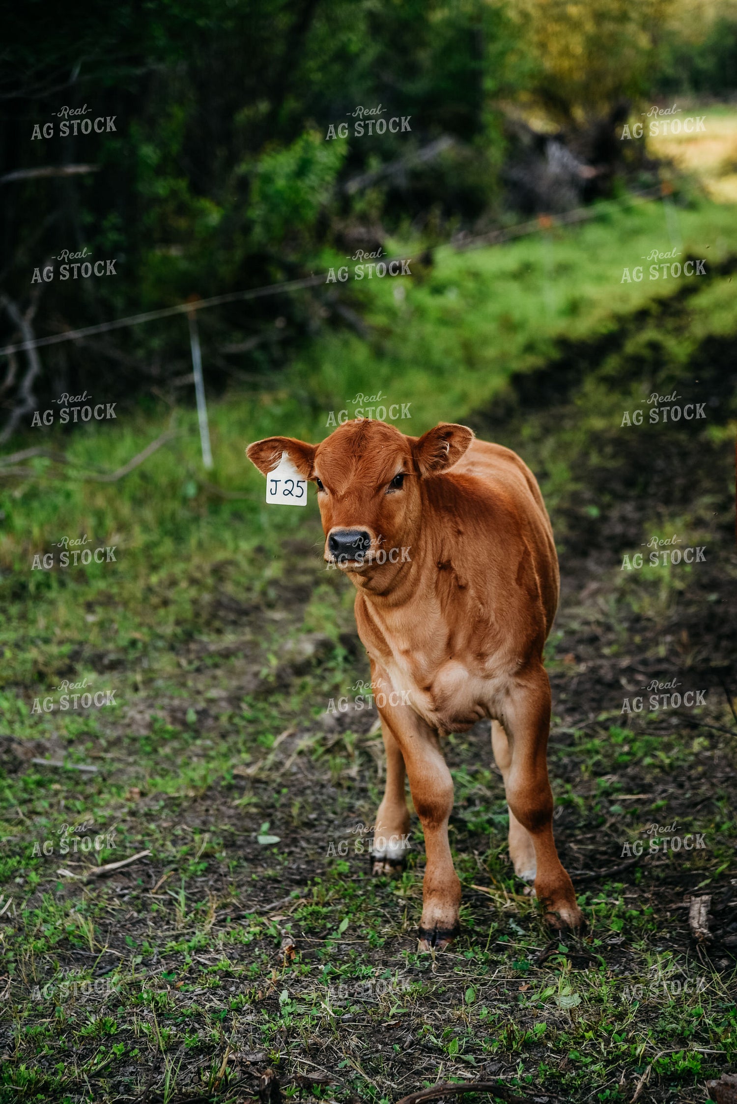 Calf in Pasture 64033