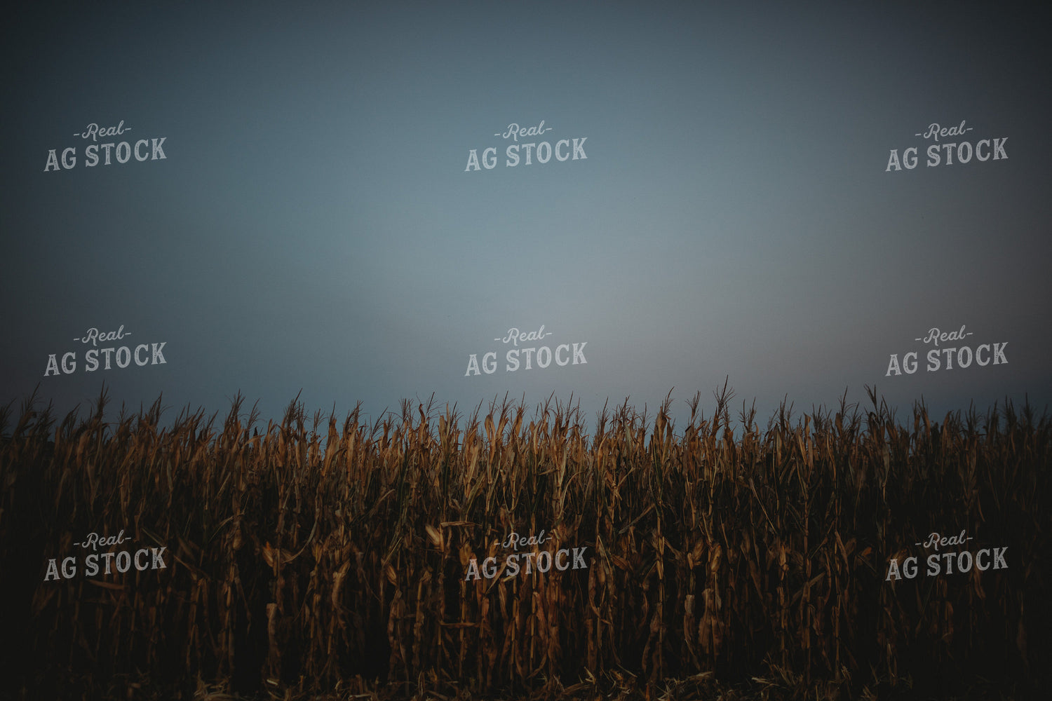 Dried Corn Field at Dusk 3404