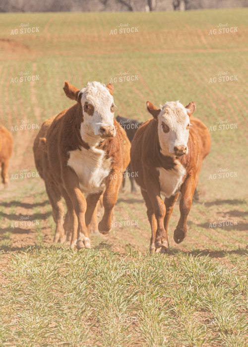 Cattle Grazing on Cover Crop 231109
