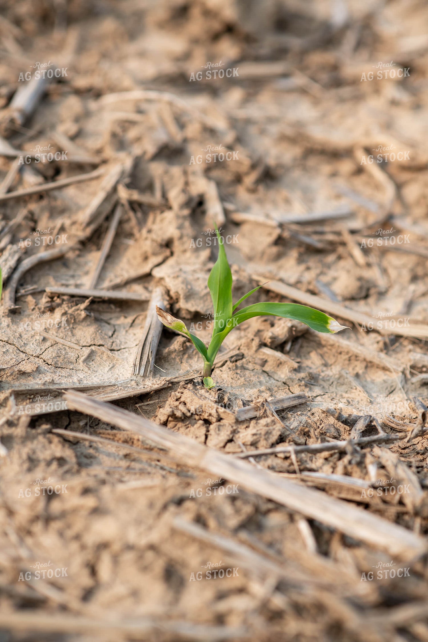 Emerging Corn 76683