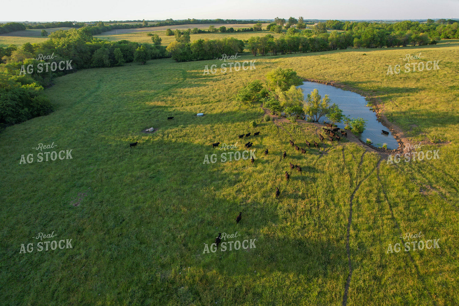 Aerial of Summer Pasture 261056