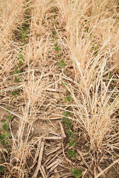 Soybeans Growing in Cover Crop 67349