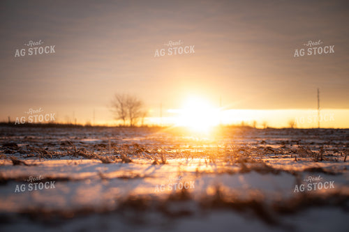 Snowy Harvested Soybean Field 3790