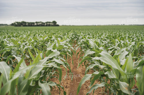 Early Season Corn 91073