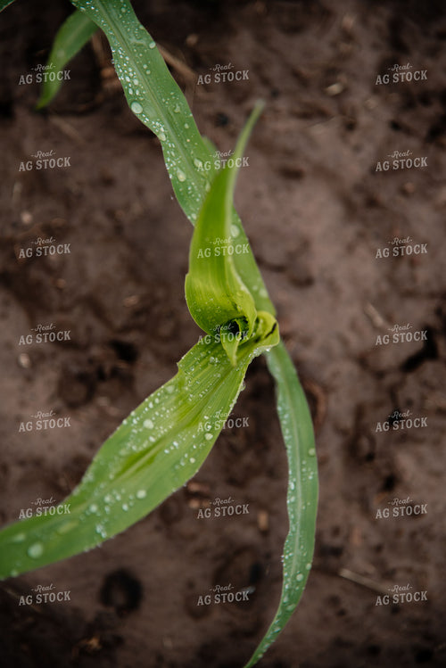 Rain on Corn Leaves 137023