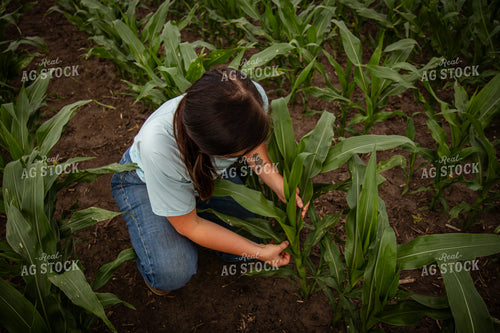 Female Farmer Checking Corn 67775
