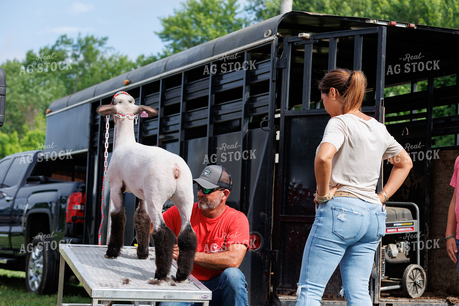 Clipping Show Sheep 52845
