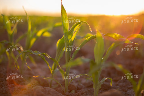 Corn - Early Growth 1083