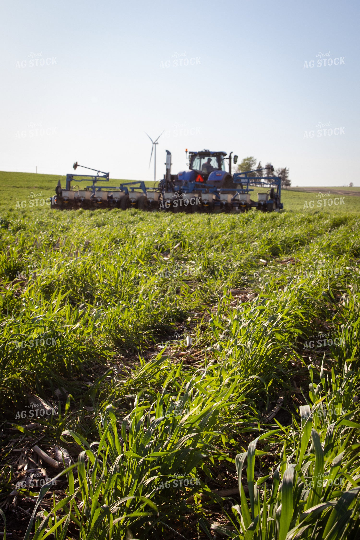 Planting into Rye Cover Crop 268325
